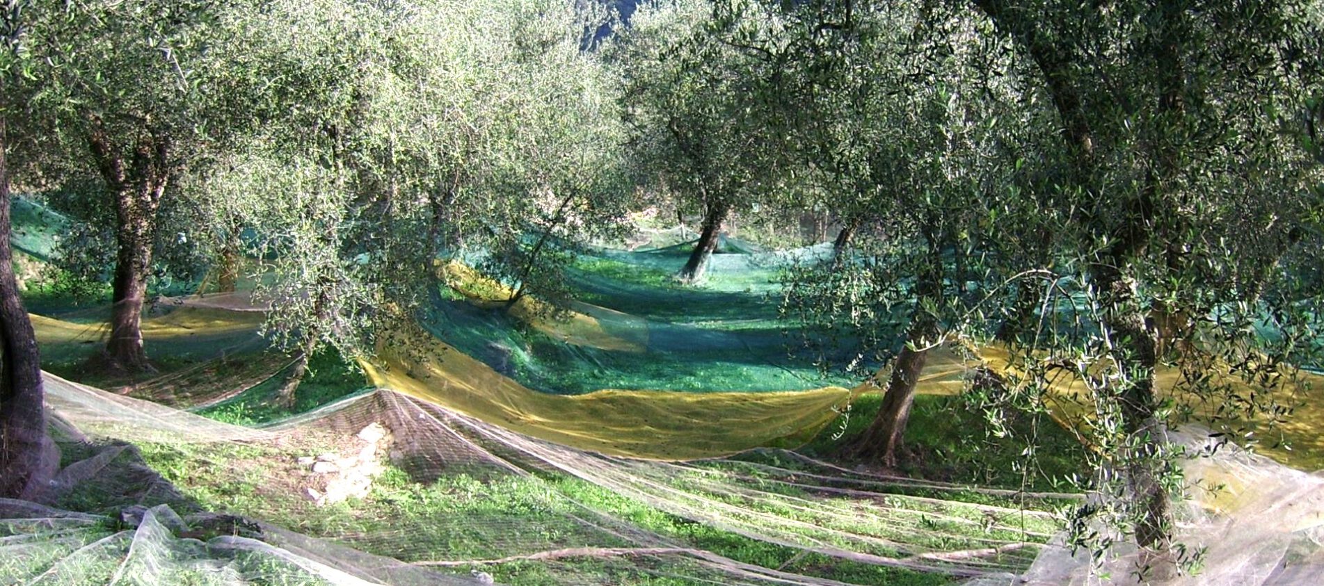 Olivenernte - Ligurisches Olivenöl - Olivenernte in Ligurien