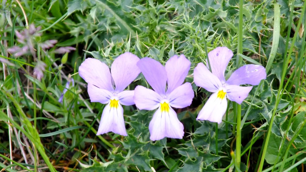 Wanderung auf der Via del Sale Ligurischer Grenzkamm